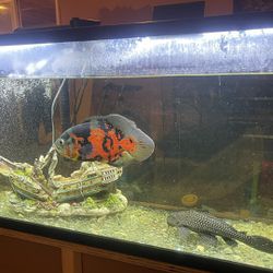 55 Gallon Tank With Multiple supplies