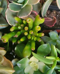 Succulent  Plants 2" $2 ea