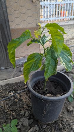 Passion fruit vine