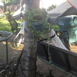 Shopper True  Plant, For $4.00