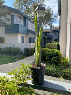 Beautiful little snake plant.