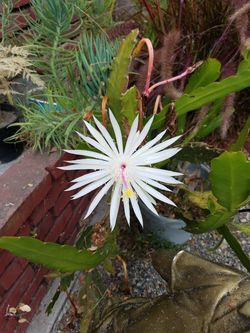 Orchid cactus