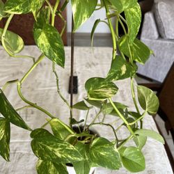 Devil's Ivy Plant 🪴 In A Small Pot 