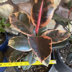 Ficus Ruby Rubber Plant in 9” pot