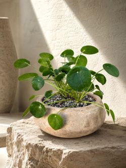 Multiple Pilea Peperomioides/ UFO Plant (Planter Included) #N1 ‘Local LA Seller’