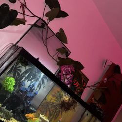 60 Gallon Fish Tank & Stand 