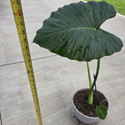 Alocasia $15. Pick-up In Aurora.