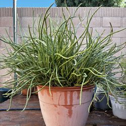 Beautiful Big Succulent With Pot 