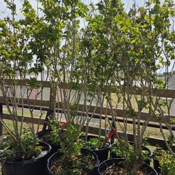 Crape Myrtle Francis 30gallons 