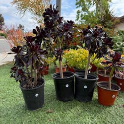 Black Rode Succulents Plants 