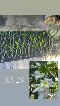 Plumeria cuttings