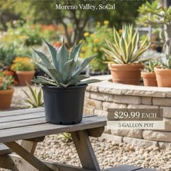 AGAVE And Other SUCCULENTS & CACTI ON SALE