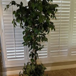 Plants Artificially 6 F 