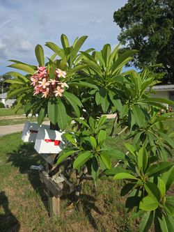 Plumeria Cuttings $5 Each Branch
