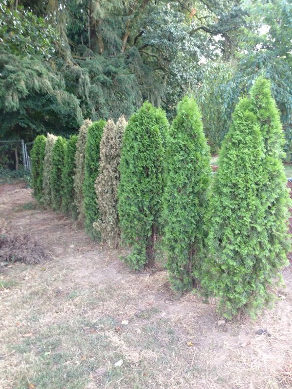 Arborvitae 5-6' trees for Sale in Vancouver, WA - OfferUp