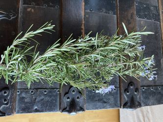 Fresh Rosemary Sprigs