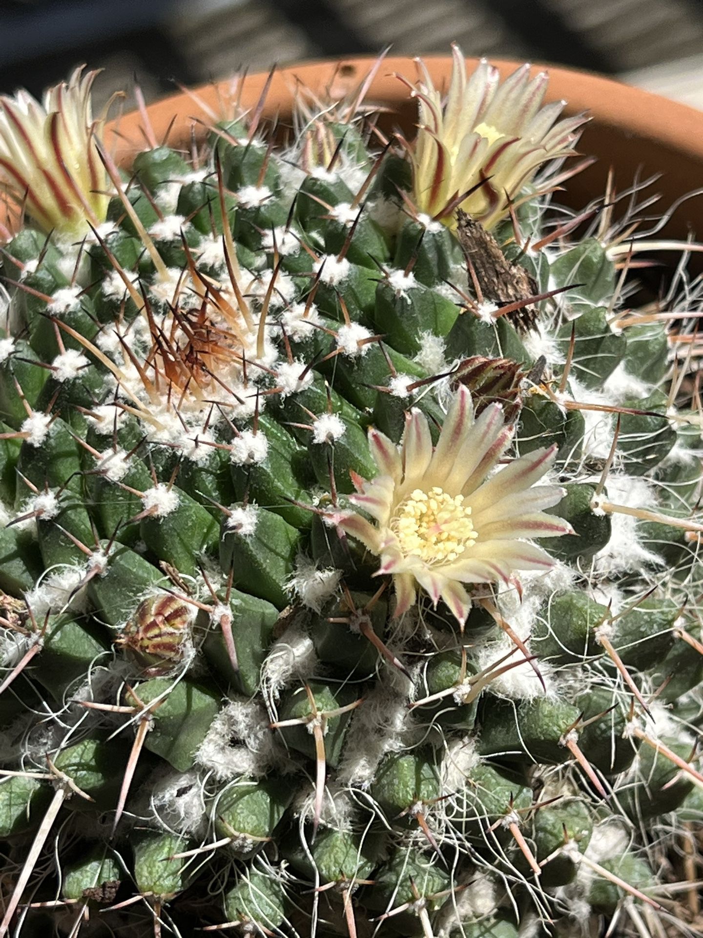 Flowering Live Cactus Plant 