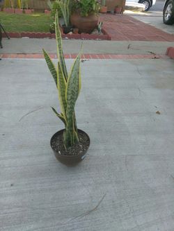Sansevieria trifasciata plants Aka snake plant