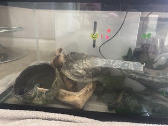20 gallon tank with decor and meal worm farm