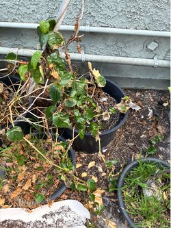 Two betel (paan) leaf plants $30 for both