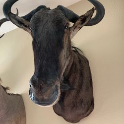 Blue Wildebeest Mount