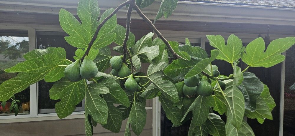GREEN FIGS LOCAL AND FRESH