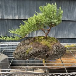 Bonsai tree in natural lava rock