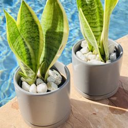 Sansevieria Plant 