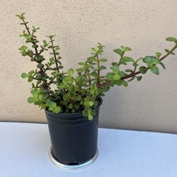 15in Elephant Bush Bonsai 🪴 Air Purifier