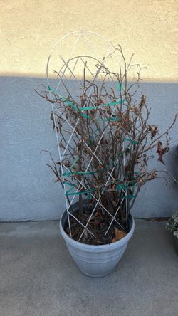 Free hibiscus plant
