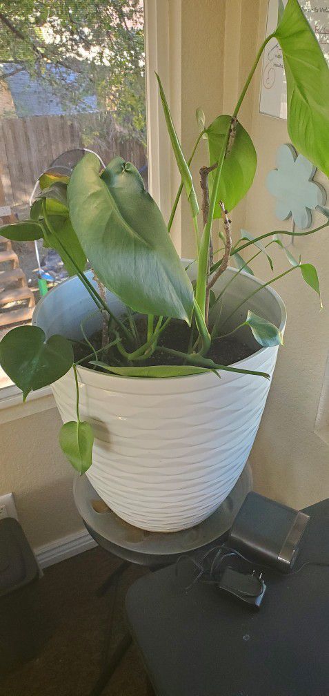 Monstera Plant With Modern White Pot