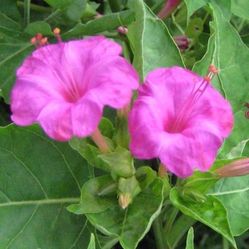 Plants (3) for $12:  4 O'Clock Plants 