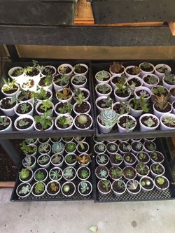 SUCCULENTS SUCCULENTS SUCCULENTS    $1…$1…&1…1   And STRINGS Of TEARS, DOLPHINS, PEARLS  For $15