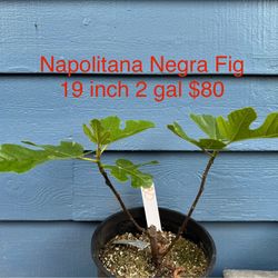 Napolitana Negra Spanish Fig tree