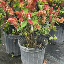 Red Shrimp - 3 Gallons (beautiful Fast Growing Shrub)