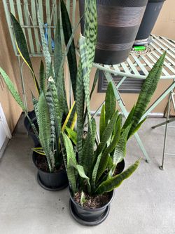 Snake Plant