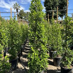 Ficus Nitida Privacy Hedge
