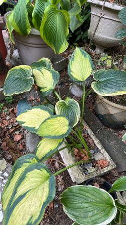 Hostas