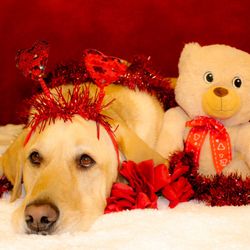 Dog Valentines Photoshoot