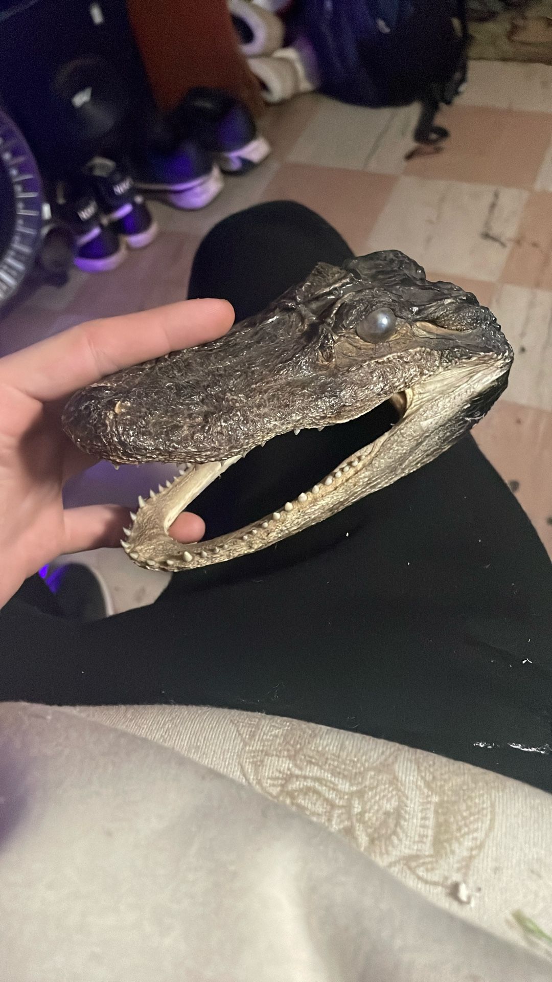 Crocodile Head