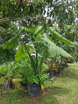 Ear elephant  plant 25 gallos 7 feet tall