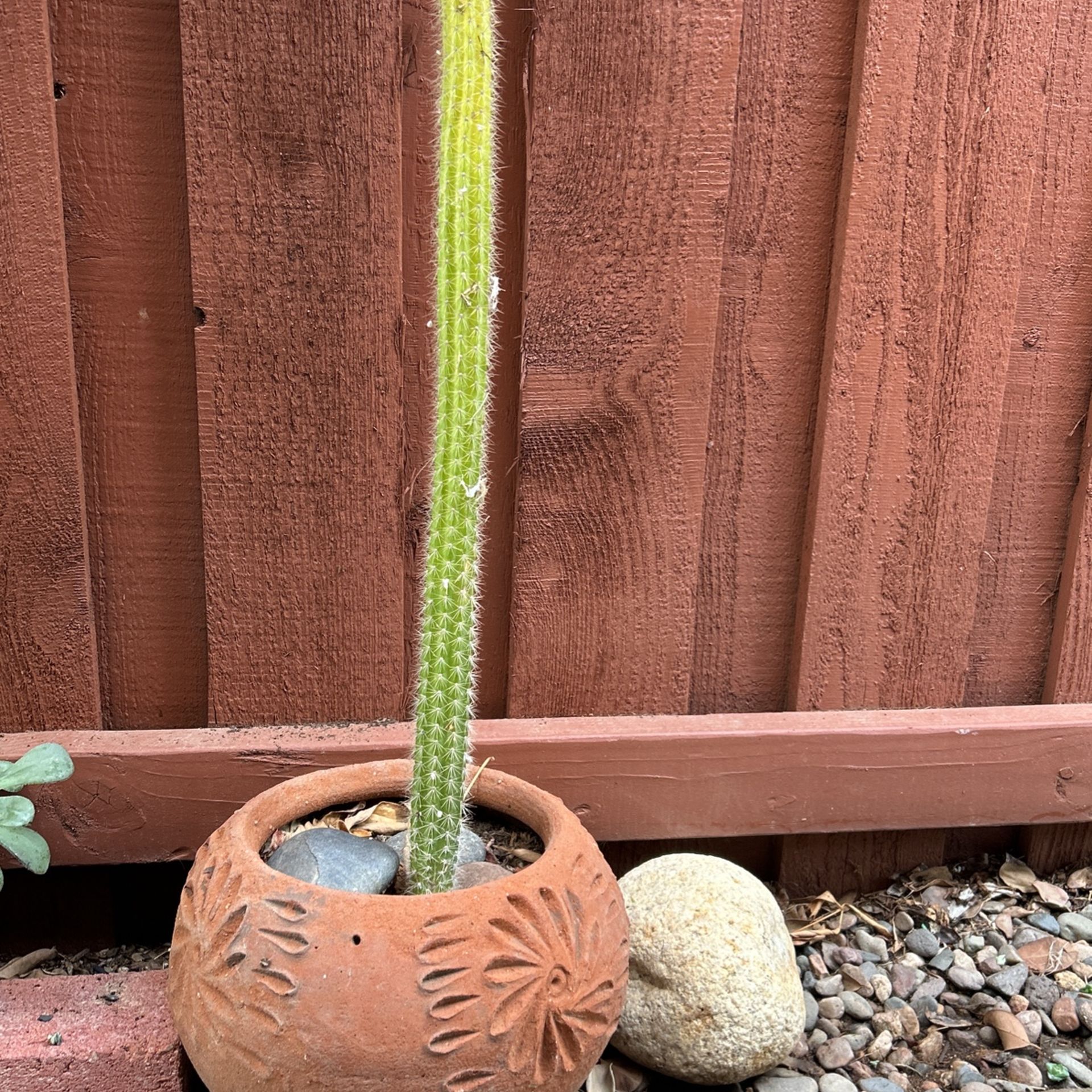 Cactus ....$15.00 EA.. FIRM