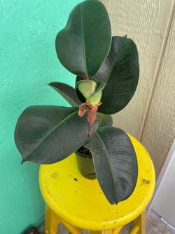 Burgundy Rubber tree