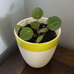 Chinese Money Plant, Pilea Peperomioides in 5” Ceramic Pot 