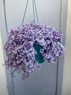 Tradescantia Callisia Repens Pink Panther House Plant 6” Hanging Pot