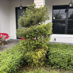 Topiary Plant