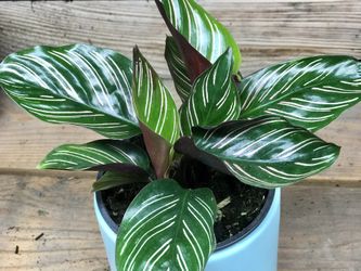Calathea Ornata Plant In 4” Nursery Pot