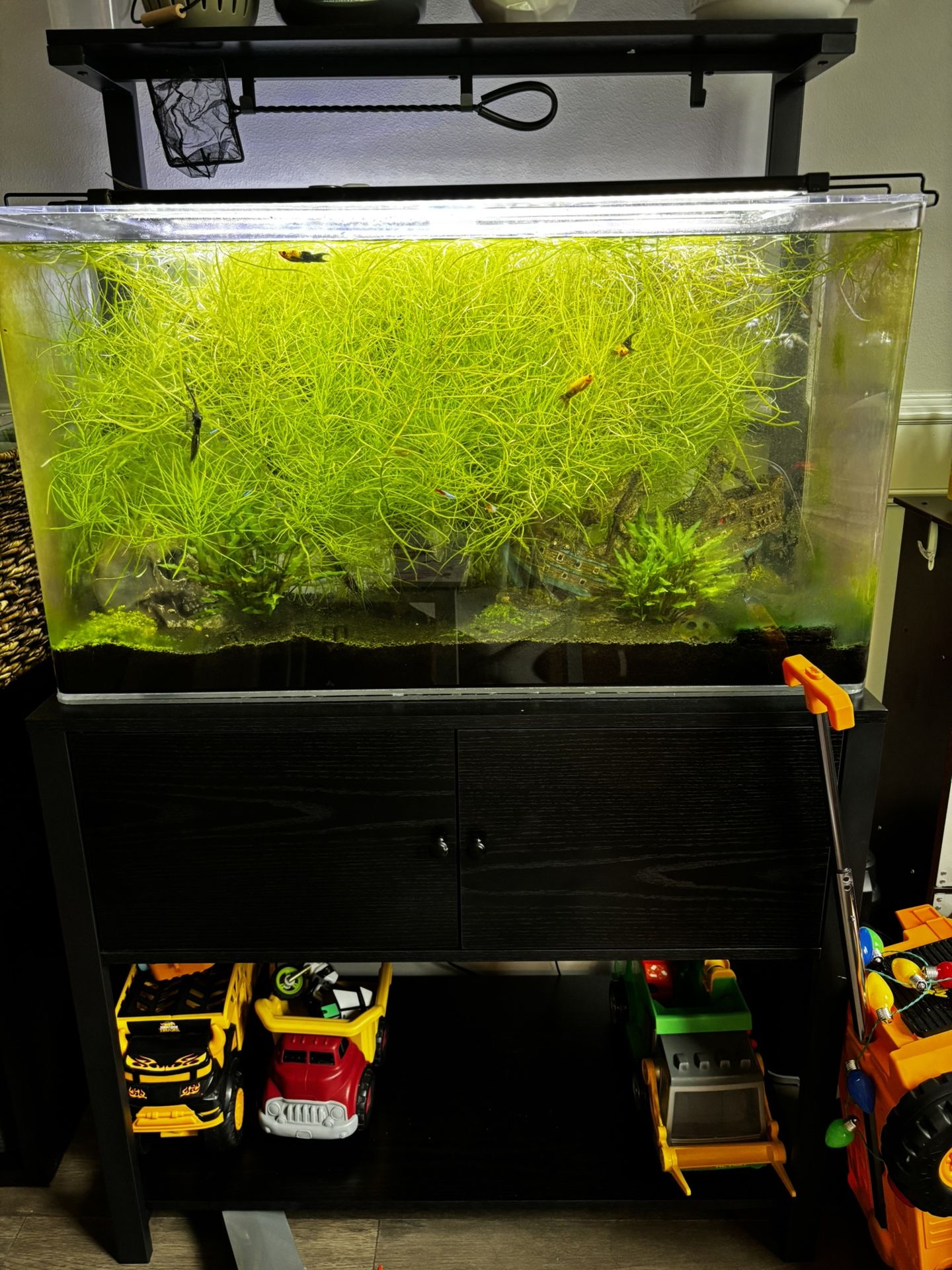 Full Set Up, Fish Tank