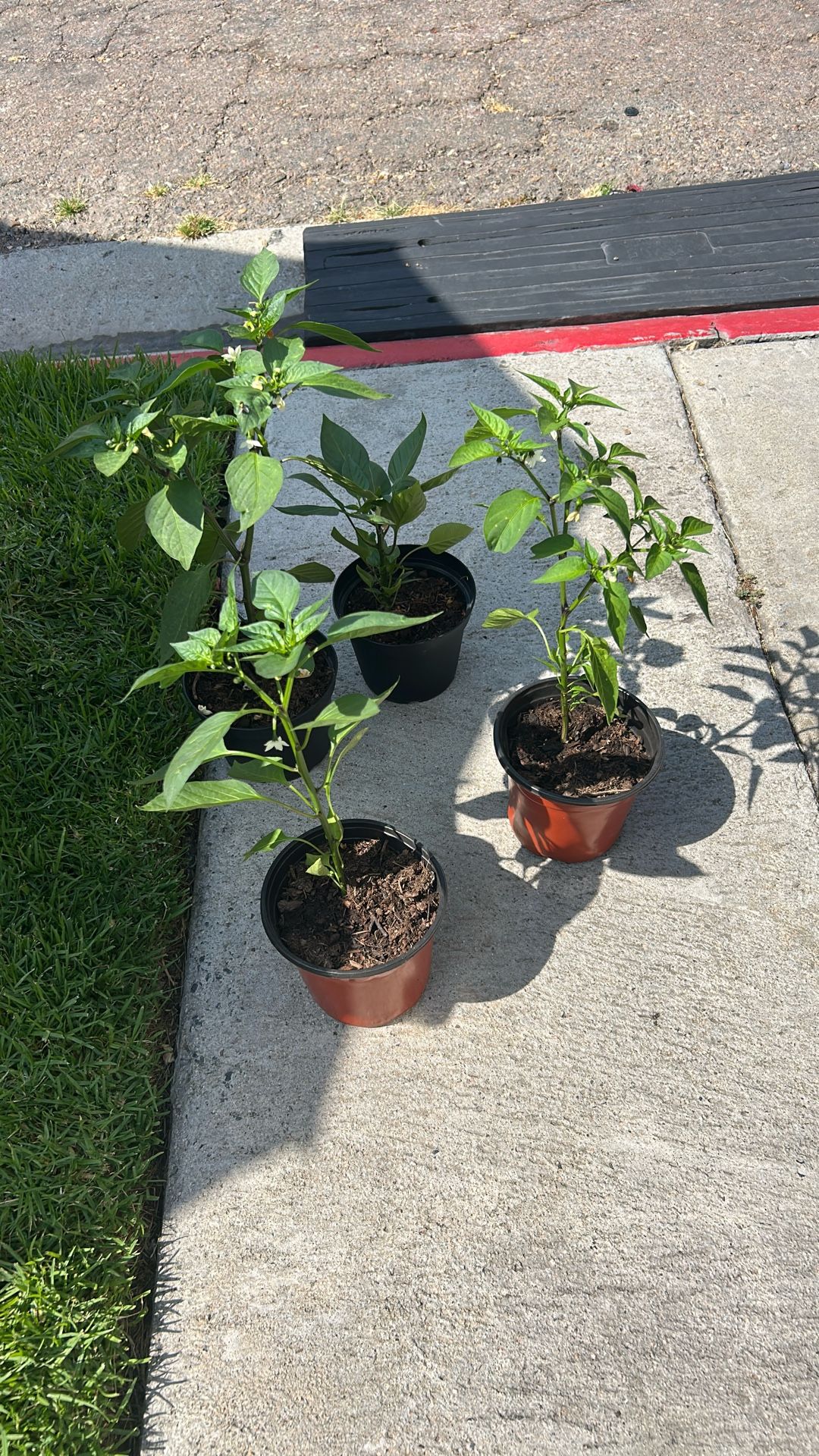 Chilies $5 Ea