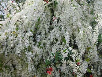 LIVE PLANT 2ft White Petrea volubilis var. albiflora Alba Pubescens glandulosa